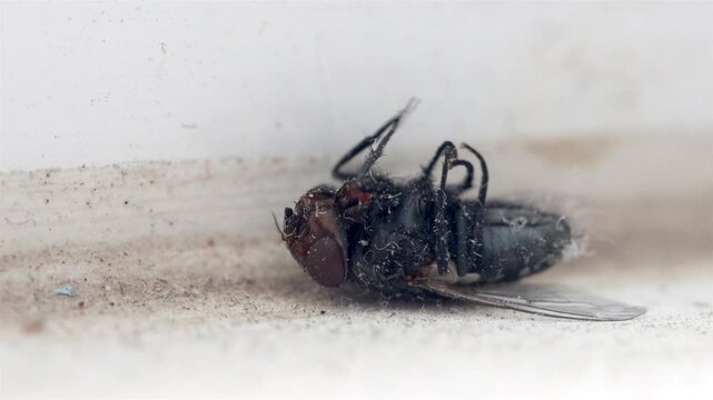 Macro photo of a housefly lying on its back and moving its legs on a dusty surface