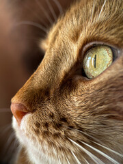 Macro shot of a cat eye © Victoriia