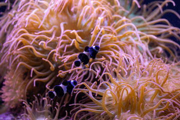 Zwei schwarze Anemonenfische schwimmen geschützt zwischen den leuchtenden Tentakeln einer großen Anemone. © Dominik