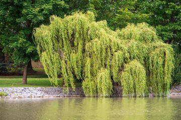 Large weeping willow tree with long hanging green branches growing beside a peaceful pond in a summer park. © Marek