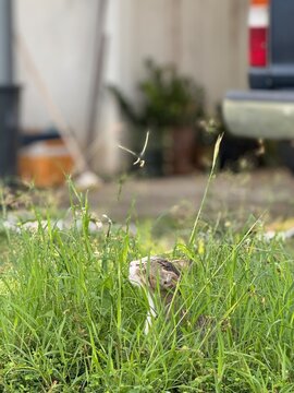 A cute cat in the garden