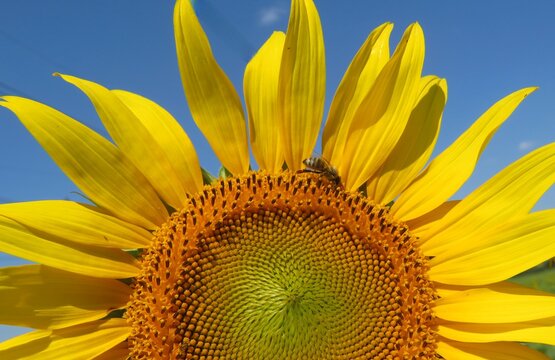 Bee on sunflower against blue sky, closeup
