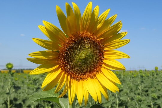 Beautiful sunflower in the field against blue sky