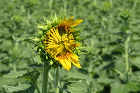 Sunflower in the field, closeup