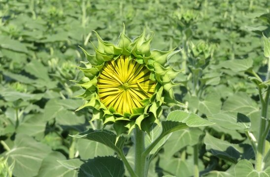 Sunflower in the field, closeup