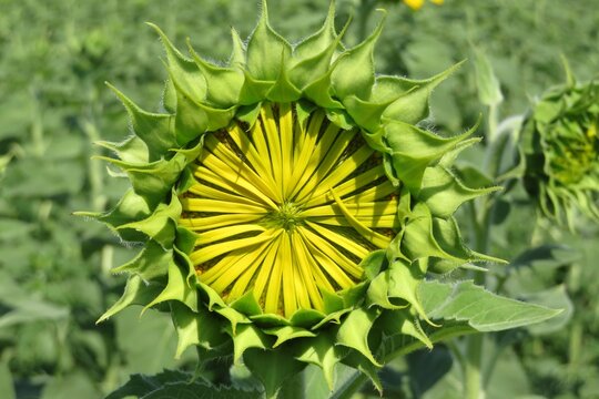 Sunflower in the field, closeup