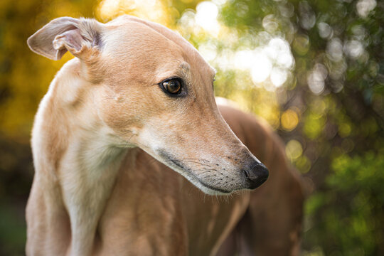 Close-up portrait of a greyhound dog with yellow spring flowers background