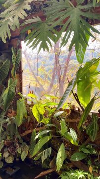 A vertical video showing the morning sun shining down on various trees by the window of a wooden house. A gentle breeze rustles the leaves in the morning.