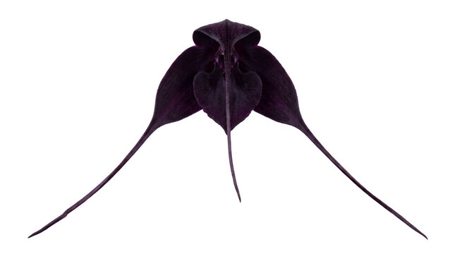 Exotic black orchid flower, rare Dracula vampira orchid bloom. Dark purple gothic floral specimen for botanical design. isolated PNG with Transparent Background
