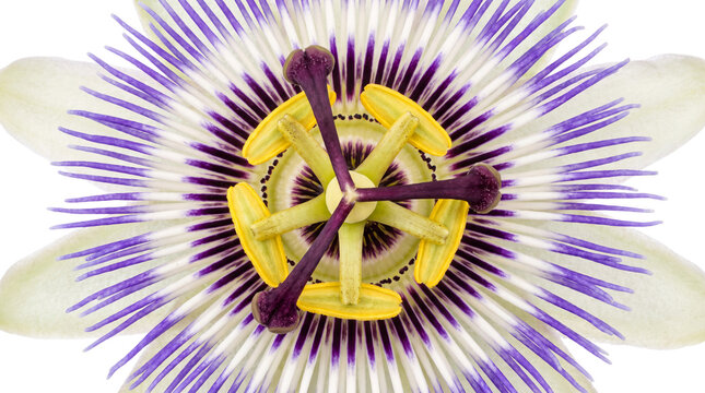 Passion flower macro photography, exotic passiflora caerulea bloom with purple filaments, tropical botanical floral detail isolated PNG with Transparent Background