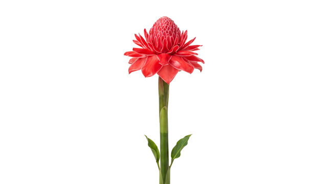 Vibrant red torch ginger flower on green stem, exotic Etlingera elatior tropical bloom, botanical floral specimen for spa and wellness isolated PNG with Transparent Background