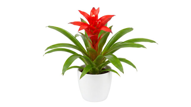 Vibrant red bromelia guzmania in white ceramic pot, blooming tropical houseplant with green leaves, decorative indoor floral plant isolated PNG with Transparent Background
