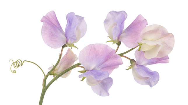 Delicate pastel sweet pea flowers on stem, soft purple and lilac lathyrus odoratus blooms, elegant floral botanical arrangement for wedding stationery isolated PNG with Transparent Background