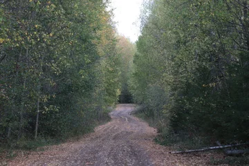 Fotobehang Bospad a country road in an autumn forest on a sunny day  © алексей семиколенных