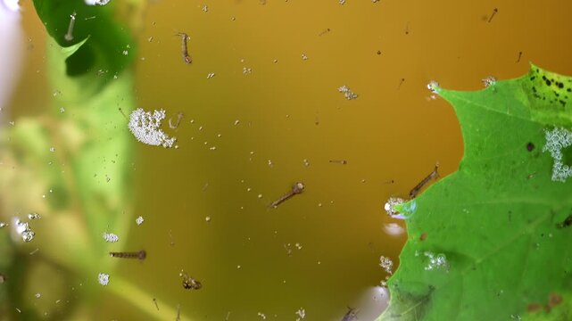 mosquito larva in the water macro close up video