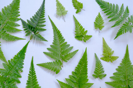 Collection of tropical fern fronds creating a decorative botanical background. Fresh green foliage suitable for posters, templates, banners and eco themed graphics.