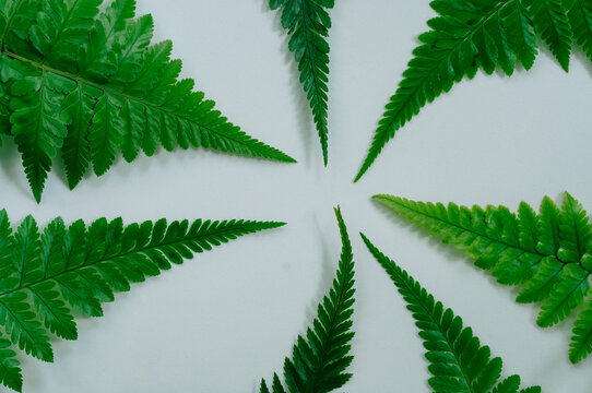 Flat lay of green fern fronds arranged on a white background with generous copy space. Tropical foliage composition ideal for botanical backgrounds, wallpaper, branding and nature inspired designs.