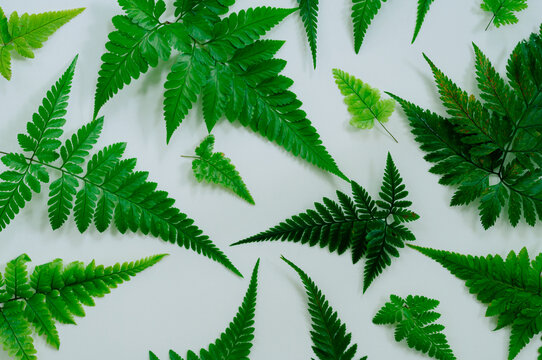 Assorted fern fronds forming a botanical pattern on a white background. Fresh green foliage with copy space for branding, wallpaper, invitations and creative layouts.