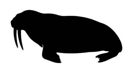 Silhouette of a walrus © ZamStock