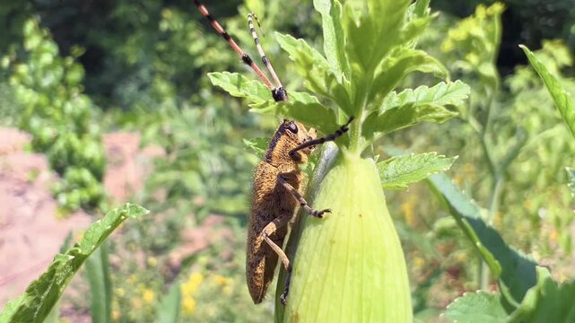 Longhorn beetle perched on green plant bud in close-up macro view in summer meadow