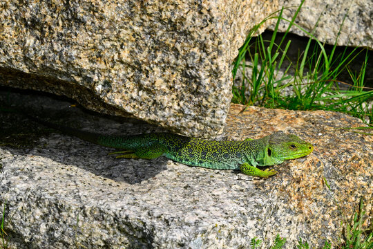 Perleidechse - M&auml;nnchen // Ocellated lizard - male (Timon lepidus ibericus) - Nationalpark Peneda-Ger&ecirc;s, Portugal