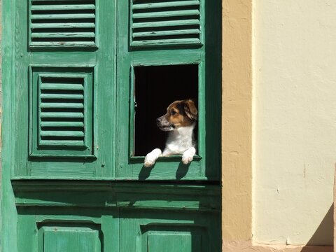 Hund am Fenster