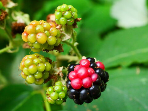 Brombeere