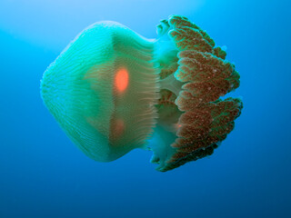Jelly fish Great Barrier Reef Australia © Pete Niesen Photo