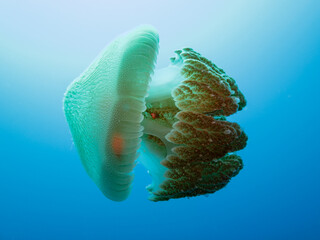 Great Barrier Reef Australia close up view of transparent jellyfish in blue water © Pete Niesen Photo