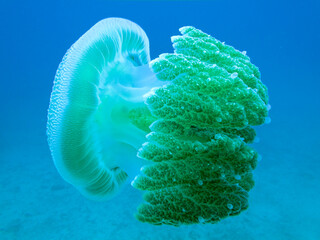 Great Barrier Reef Australia © Pete Niesen Photo