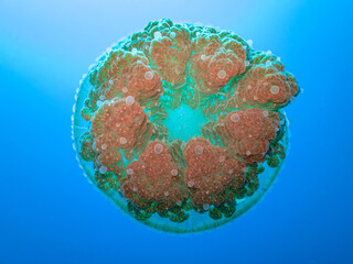 Great Barrier Reef Australia © Pete Niesen Photo