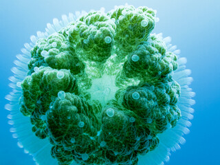 Great Barrier Reef Australia © Pete Niesen Photo