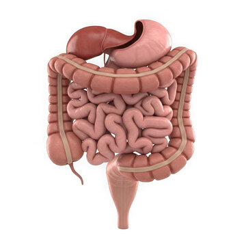 Human digestive system illustration in 3d