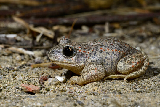 Geburtshelferkr&ouml;te // Common midwife toad (Alytes obstetricans boscai) - Mindelo, Portugal