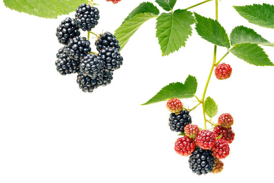 Blackberries, isolated on a white background. Blackberries on the branches with leaves.