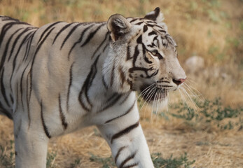 Obraz premium White Bengal tiger with a thoughtful look in the wild with shallow depth of field.
