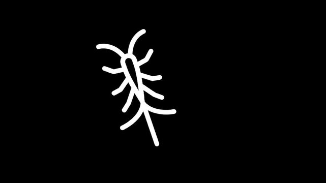 Simple white line drawing of a centipede on a black background