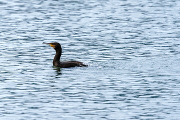 Kormoran czarny (Phalacrocorax carbo) płynący po delikatnie falującej wodzie. Naturalny portret ptaka wodnego, idealny do materiałów o faunie Polski i ochronie środowiska. © Henryk Niestrój