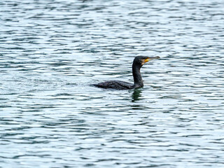 Kormoran czarny (Phalacrocorax carbo) płynący w krystalicznej wodzie. Ptak wodny w naturalnym środowisku, ilustrujący dziką faunę, bioróżnorodność oraz ochronę ekosystemów rzecznych. © Henryk Niestrój