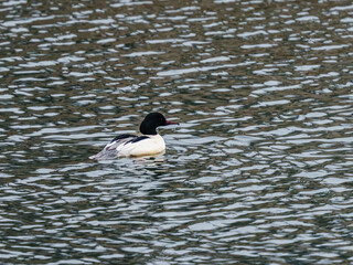 Samiec nurogęsi (Mergus merganser) pływający na zimowej rzece. Zbliżenie na ptaka wodnego, piękno polskiej przyrody i ochrona naturalnych siedlisk. © Henryk Niestrój
