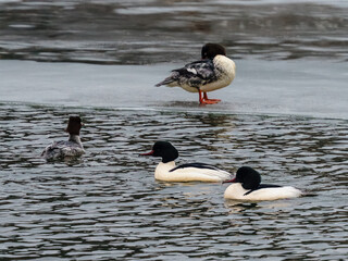 Grupa nurogęsi (Mergus merganser) pływająca na rzece i odpoczywająca na lodzie. Bioróżnorodność polskich wód, zimowanie i ochrona gatunków wodnych. © Henryk Niestrój