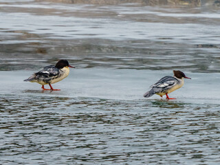 Nurogęsi (Mergus merganser) na krawędzi lodu nad zimową rzeką. Dzika fauna Polski, migracja ptaków i wpływ zmian klimatu na zimowanie ptaków wodnych. © Henryk Niestrój