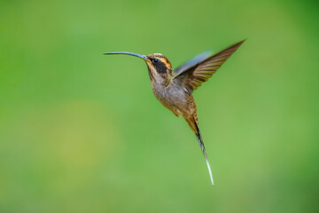 Naklejka premium Scale-throated Hermit (Phaethornis eurynome) hovering in flight with spread wings against a smooth green background, Brazil.