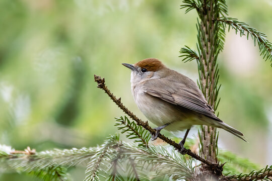 Eurasian blackcap