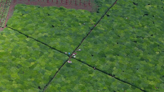 Aerial view of workers harvesting tea leaves in the lush green fields of a plantation in Limuru, Kiambu County, Kenya.
