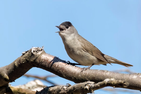 Eurasian blackcap