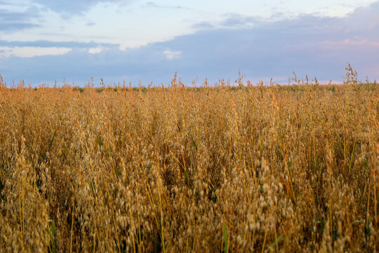 An endless field of ripe oats stretches to the horizon under a cloudy late afternoon sky. Golden cereal ears form a continuous textured canvas, highlighting the richness of the summer harvest and the 