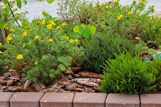 Vibrant yellow flowers of ornamental bushes bloom in a well-kept garden bed alongside dwarf evergreen conifers. Soil surface is covered with pine bark mulch and framed by concrete curb stones on a sun