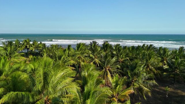 Aerial view of dense palm tree forest bordering the ocean with crashing waves under a clear sky in Indonesia.