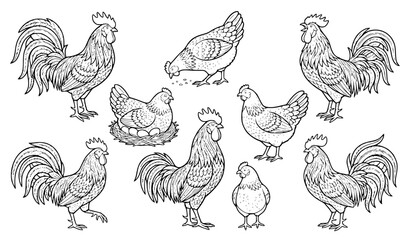 Rooster Chicken Line Art © Bodyuj